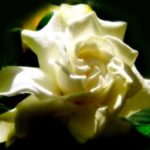 471391_morning_sun_on_gardenia