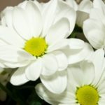 white_flowers